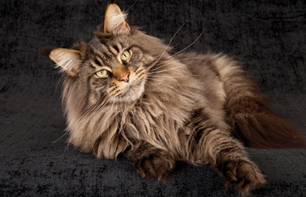 Learn About The Maine Coon Cat Breed From A Trusted Veterinarian