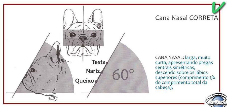 Chó Bull Pháp - Cách nhận biết Bulldog Pháp thuần chủng