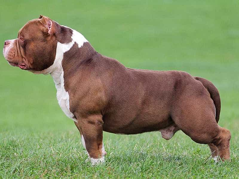 Chó Pitbull Cơ Bắp: Nguồn Gốc, Đặc Điểm, Cách Chăm Sóc Và Bảng Giá