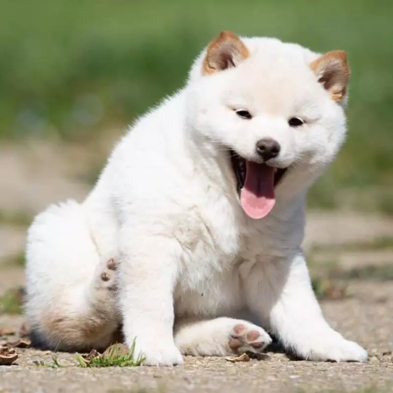 Chó shiba inu màu trắng - chó shiba trắng giá bao nhiêu 2023