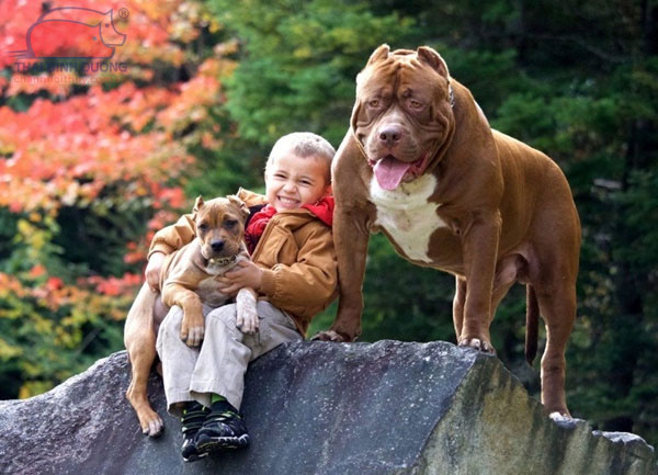 Chó Pitbull: nguồn gốc, phân loại, đặc điểm và cách nuôi