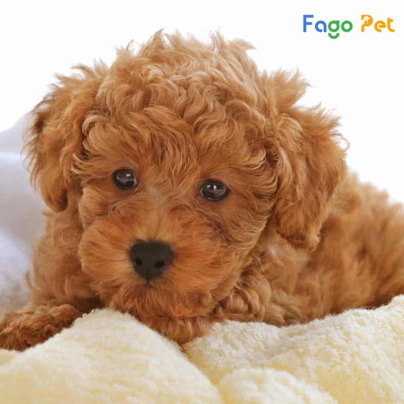 Giống Chó Poodle Tiny - Nguồn Gốc, Đặc Điểm, Giá Bán