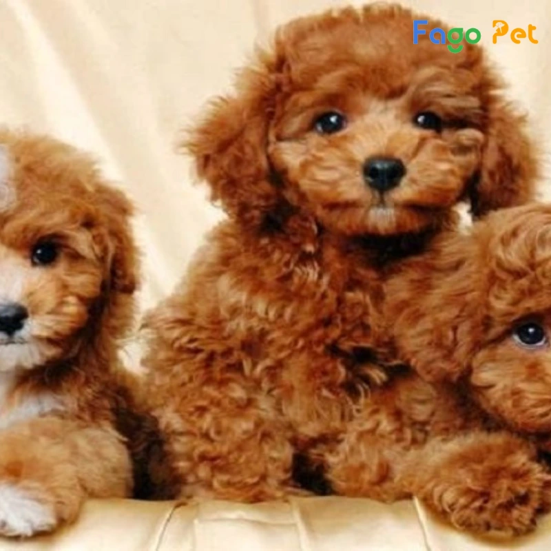 Giống Chó Poodle Tiny - Nguồn Gốc, Đặc Điểm, Giá Bán