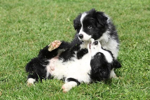 Border Collie là giống chó gì? Cần lưu ý gì khi nuôi chó Border Collie? (2020)