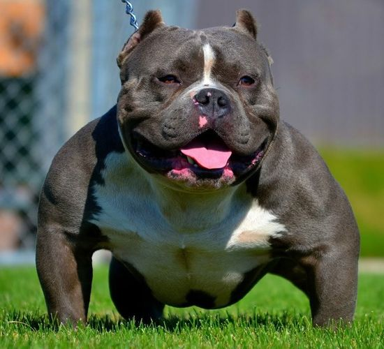 Chó Pitbull Cơ Bắp: Nguồn Gốc, Đặc Điểm, Cách Chăm Sóc Và Bảng Giá