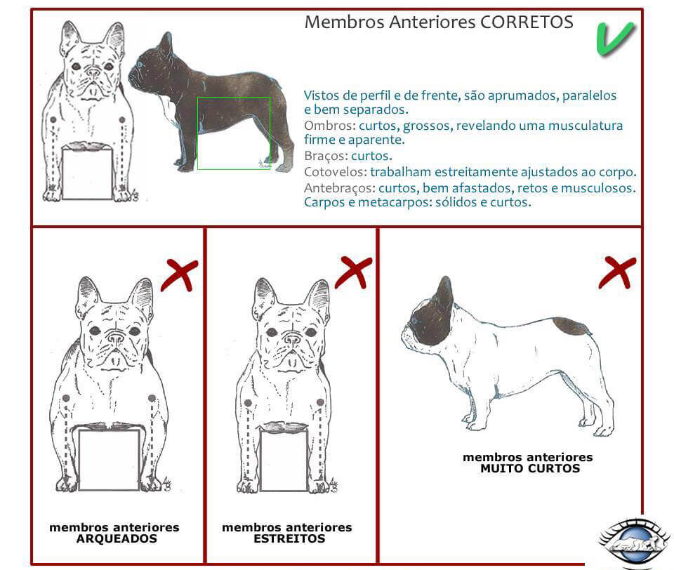 Chó Bull Pháp - Cách nhận biết Bulldog Pháp thuần chủng