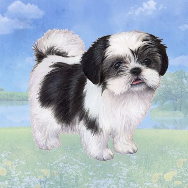 Chó Shih Tzu: Nguồn gốc, giá bán, đặc điểm, cách chăm sóc (2020)