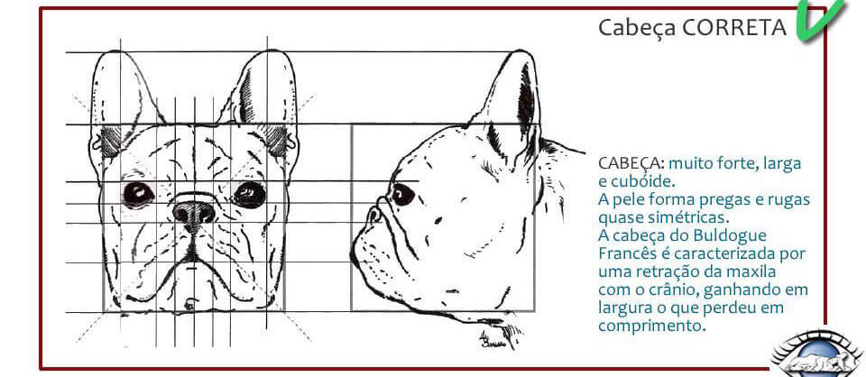 Chó Bull Pháp - Cách nhận biết Bulldog Pháp thuần chủng