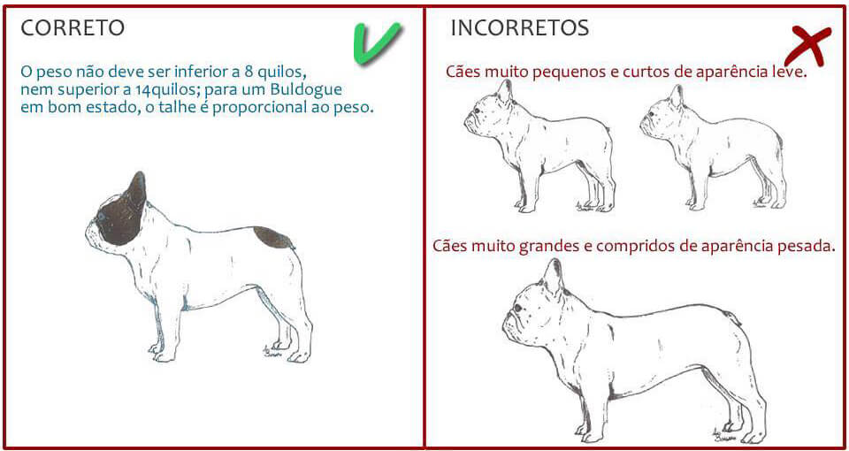 Chó Bull Pháp - Cách nhận biết Bulldog Pháp thuần chủng