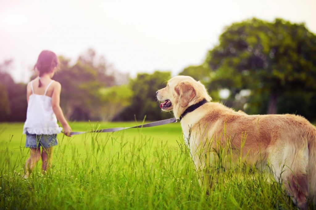 Giá chó Golden Retriever tại Việt Nam