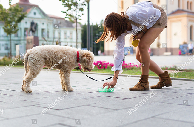 Tìm hiểu nguyên nhân chó ăn phân của chính mình