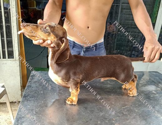 Chó Lạp Xưởng - Pet House - Cửa hàng thú cưng và phụ kiện