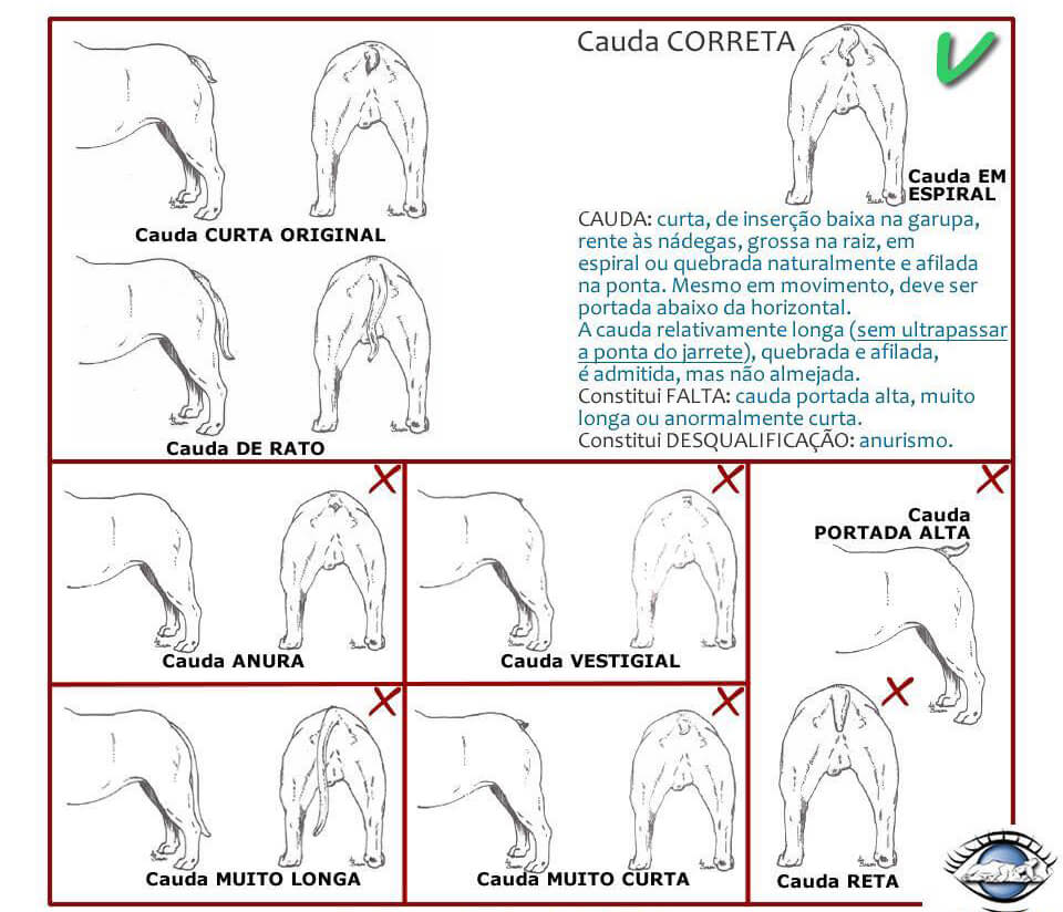 Chó Bull Pháp - Cách nhận biết Bulldog Pháp thuần chủng