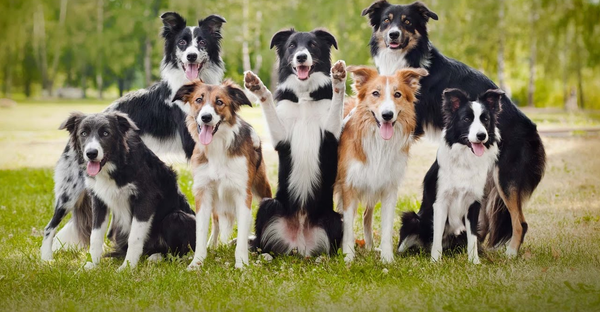 Border Collie là giống chó gì? Cần lưu ý gì khi nuôi chó Border Collie? (2020)