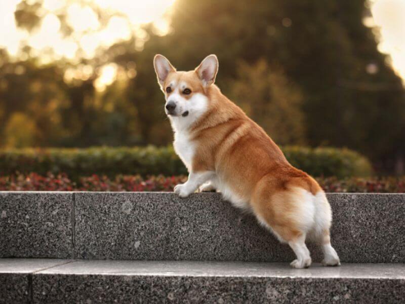 Chó Corgi giá rẻ dưới 1 triệu có thật không? Thông tin cần biết