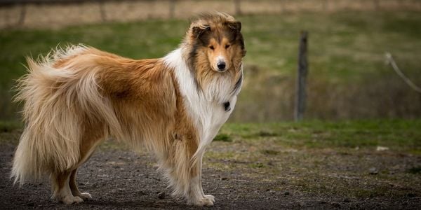 Border Collie là giống chó gì? Cần lưu ý gì khi nuôi chó Border Collie? (2020)