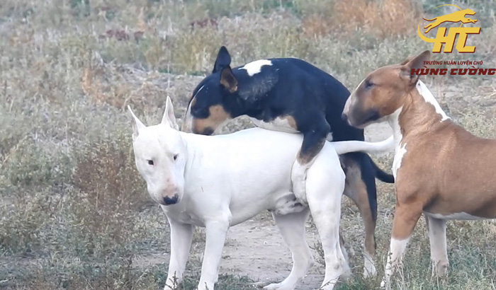 Bull Terrier (Chó Sục Bò): Đặc điểm, cách nuôi, giá bán