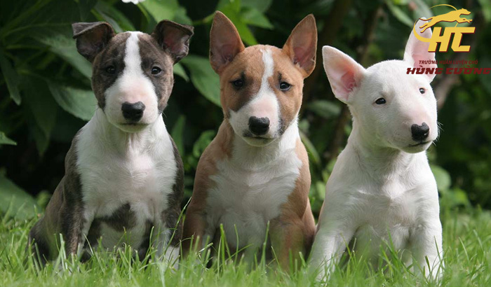 Bull Terrier (Chó Sục Bò): Đặc điểm, cách nuôi, giá bán