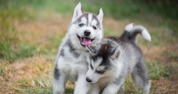 Chó husky thuần chủng có giá bao nhiêu?