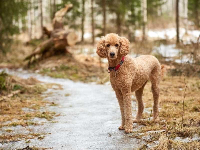 Chó Poodle giá bao nhiêu? Bảng giá chó Poodle và cách chọn mua chó Poodle thuần chủng