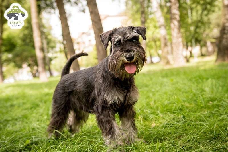 Chó Schnauzer: Nguồn gốc, đặc điểm, chăm sóc, giá bán