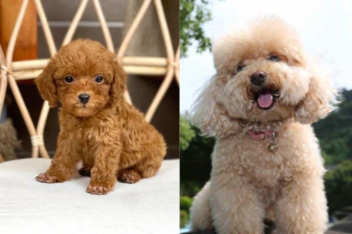 Chó Poodle giá bao nhiêu? Bảng giá chó Poodle và cách chọn mua chó Poodle thuần chủng