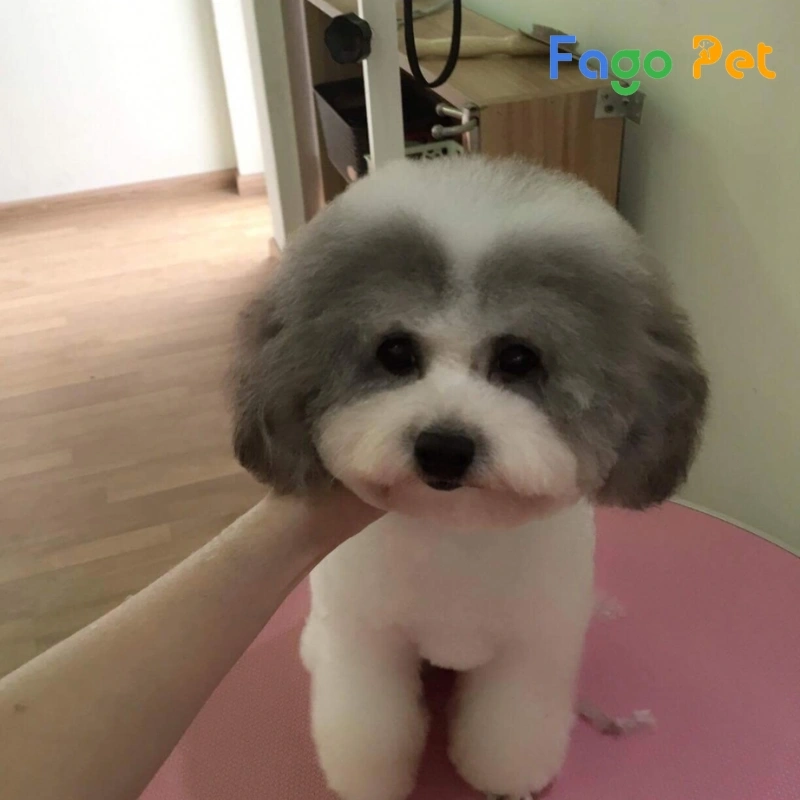 Các Loại Chó Poodle Được Nuôi Phổ Biến Hiện Nay