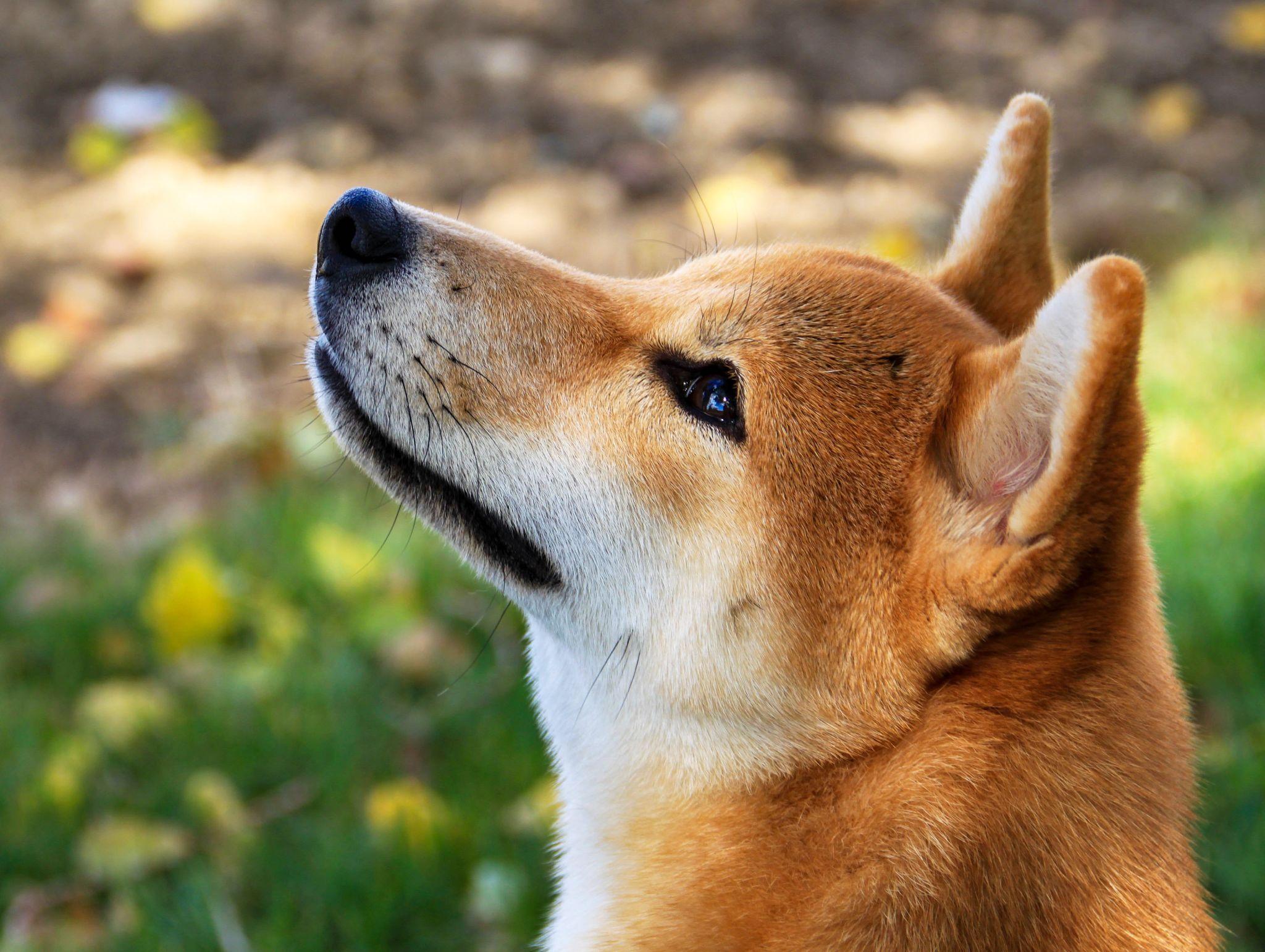 Shiba loài chó nổi tiếng vì khuôn mặt phúc hậu và hay cười