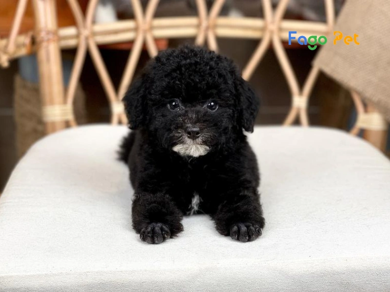 Các Loại Chó Poodle Được Nuôi Phổ Biến Hiện Nay