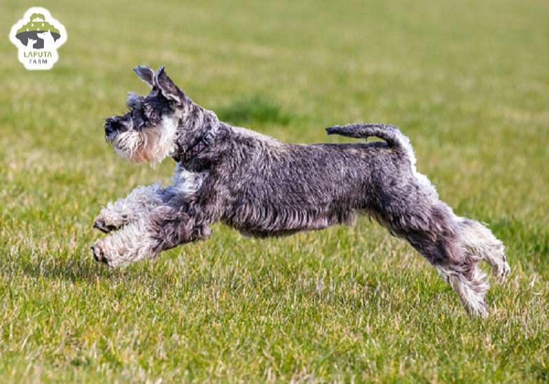 Chó Schnauzer: Nguồn gốc, đặc điểm, chăm sóc, giá bán