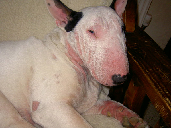 Bull Terrier (Chó Sục Bò): Đặc điểm, cách nuôi, giá bán