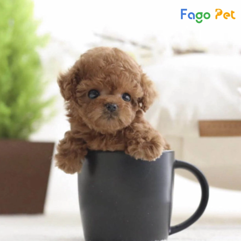 Các Loại Chó Poodle Được Nuôi Phổ Biến Hiện Nay