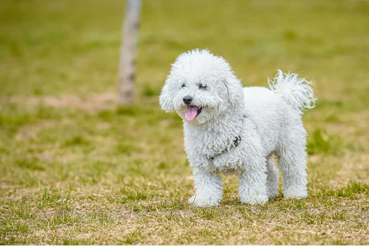 Chó Poodle giá bao nhiêu? Bảng giá chó Poodle và cách chọn mua chó Poodle thuần chủng