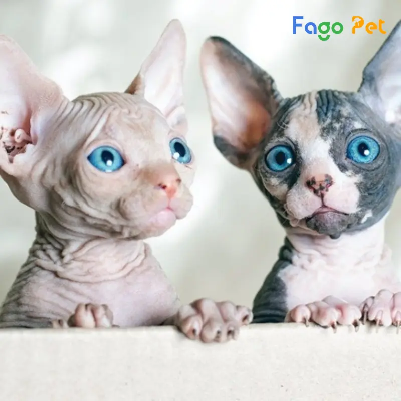 Bán Mèo Ai Cập Sphynx