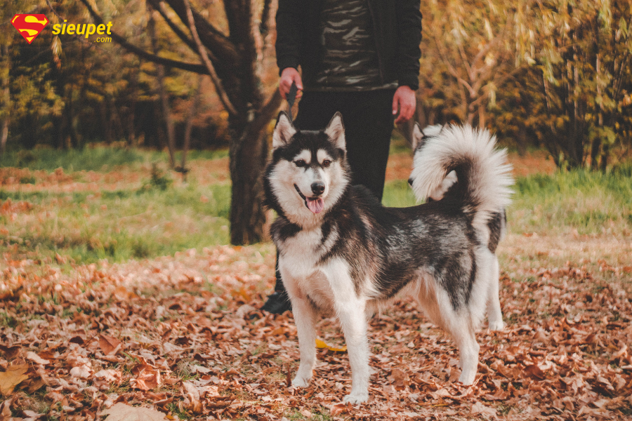 Chó ngáo Husky giá bao nhiêu? Tìm hiểu a-z giống chó mặt ngáo Cute