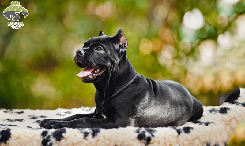 Chó Cane Corso: Nguồn gốc, đặc điểm và giá bán [Mới Nhất]