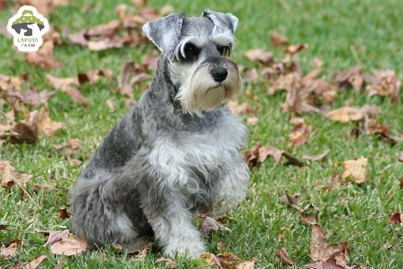 Chó Schnauzer: Nguồn gốc, đặc điểm, chăm sóc, giá bán