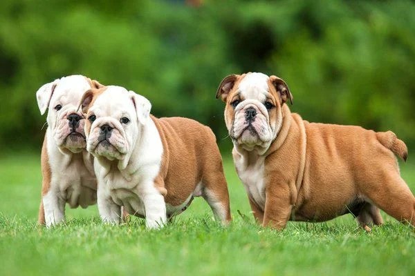 Tất cả kiến thức về chó bulldog bạn cần biết trước khi nuôi ( Nguồn gốc, giá bán, đặc điểm, cách chăm sóc )