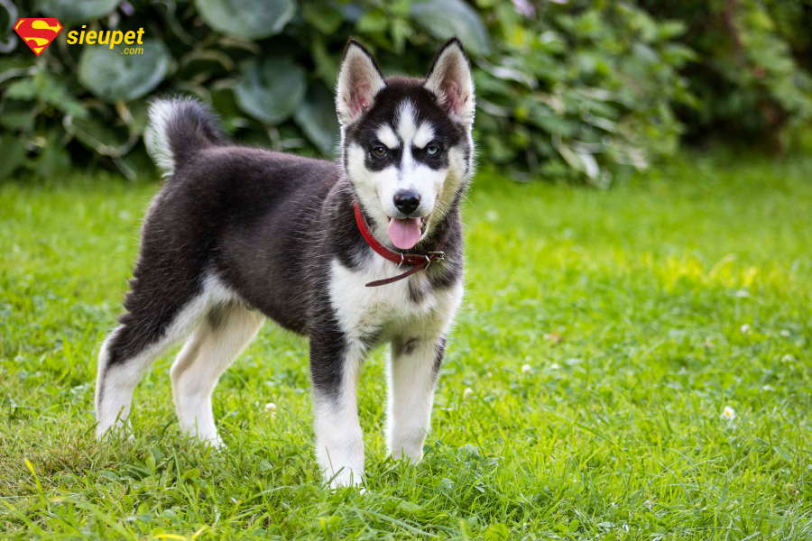 Chó ngáo Husky giá bao nhiêu? Tìm hiểu a-z giống chó mặt ngáo Cute