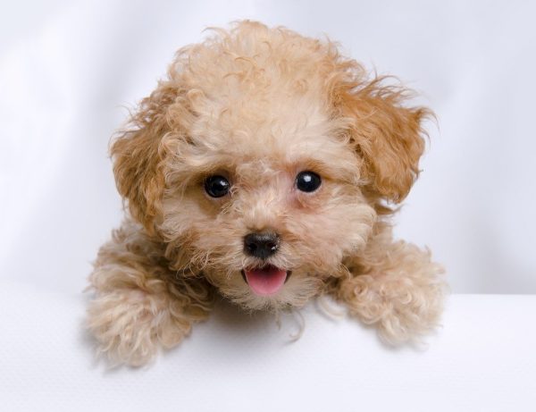 Toy Poodle Dog Breed: Info, Pictures, Traits & Care Guide – Dogster