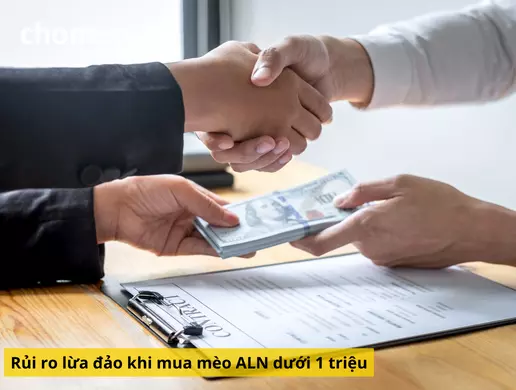 Mua mèo anh lông ngắn giá dưới 1 triệu, cẩn thận rủi ro tiềm ẩn