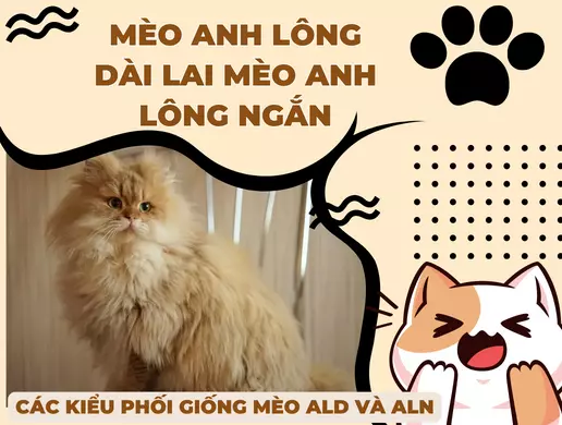 Mèo anh lông dài lai anh lông ngắn | Các kiểu phối giống mèo ALD và ALN