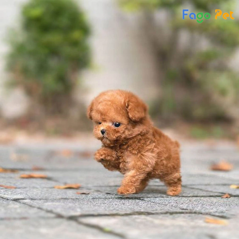 Chó Poodle Teacup - Nguồn Gốc, Đặc Điểm, Giá Bán