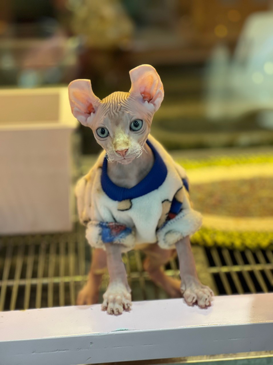 Mèo Sphynx - Mèo Không Lông - Pet House - Cửa hàng thú cưng và phụ kiện