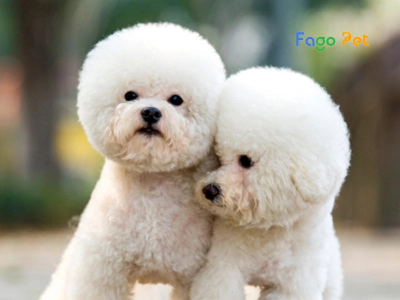 Các Loại Chó Poodle Được Nuôi Phổ Biến Hiện Nay