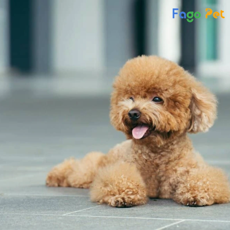 Chó Poodle Teacup - Nguồn Gốc, Đặc Điểm, Giá Bán