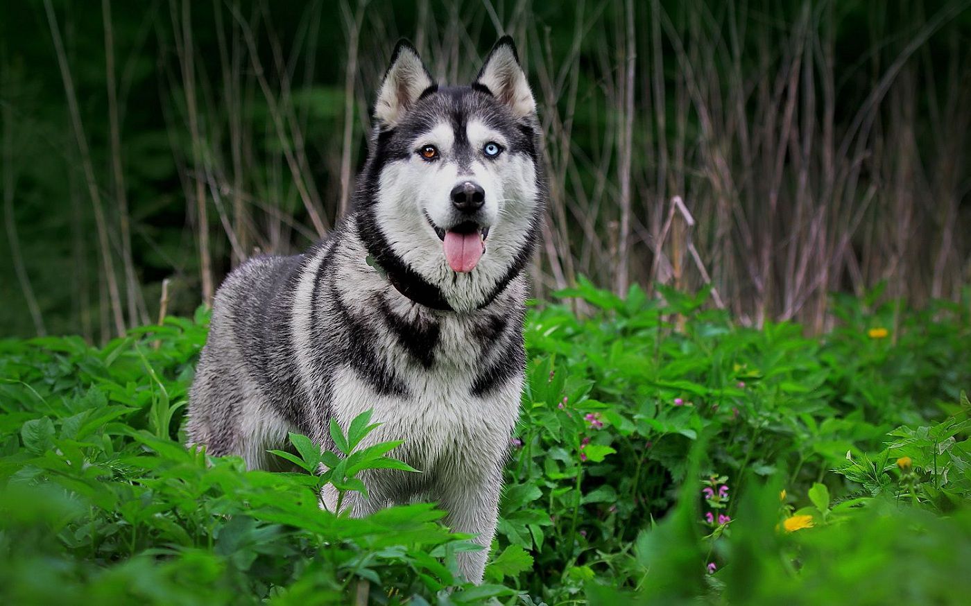 Chó husky thuần chủng có giá bao nhiêu?