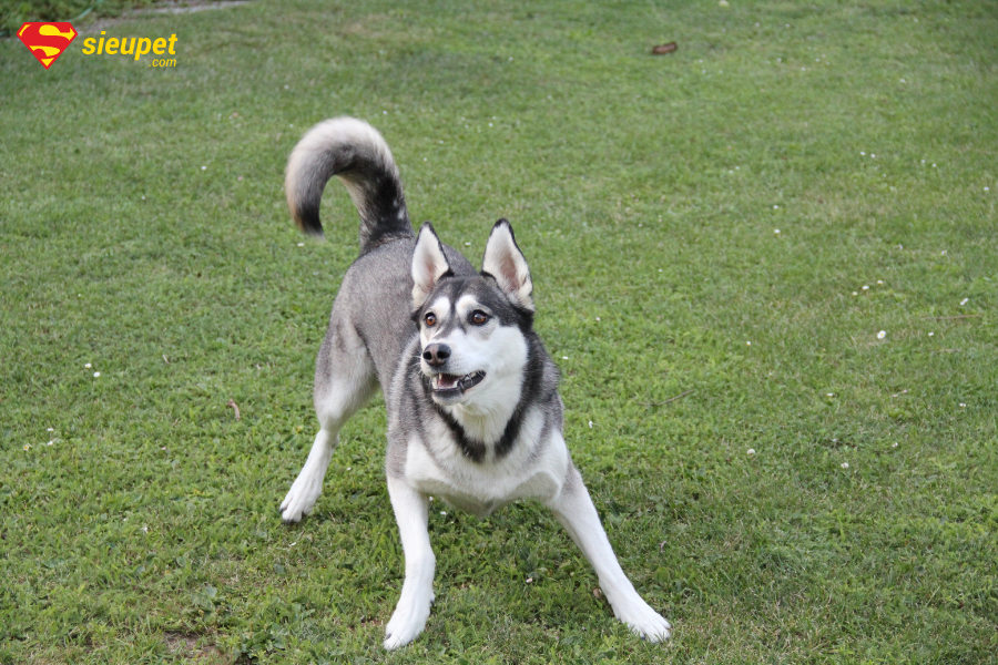 Chó ngáo Husky giá bao nhiêu? Tìm hiểu a-z giống chó mặt ngáo Cute