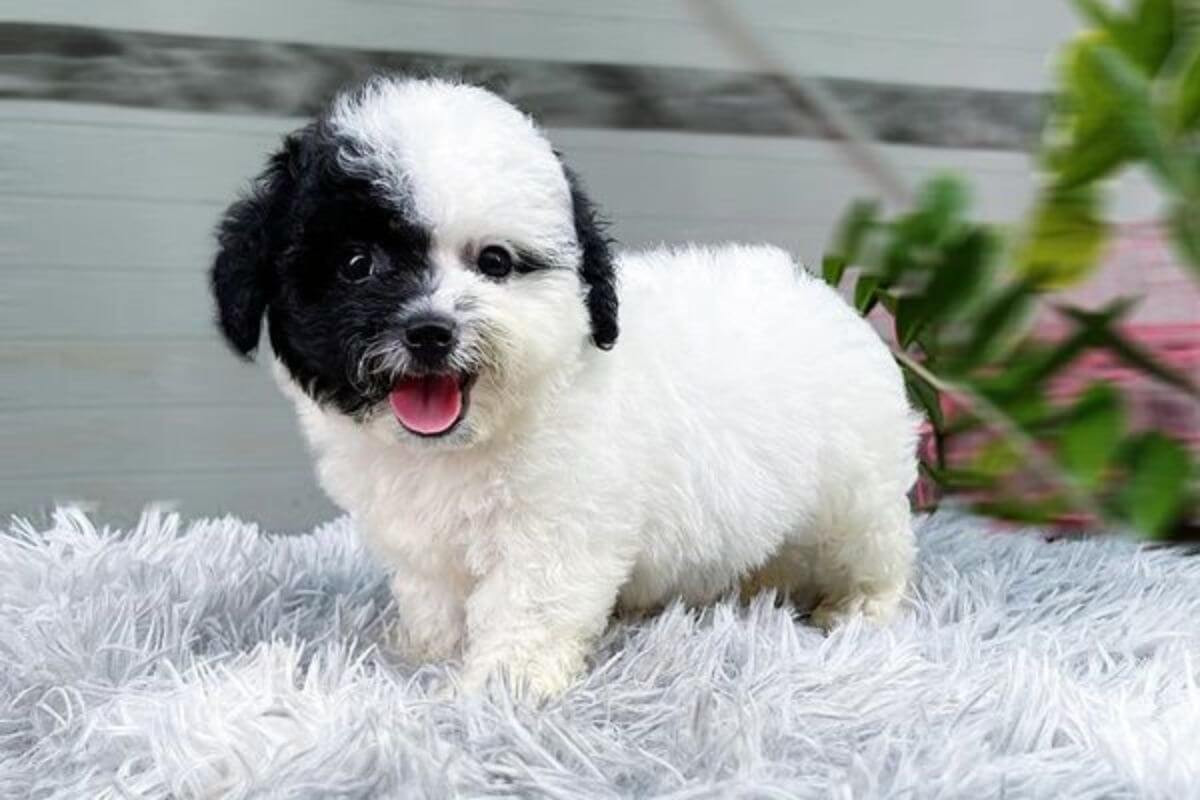 Chó Poodle giá bao nhiêu? Bảng giá chó Poodle và cách chọn mua chó Poodle thuần chủng