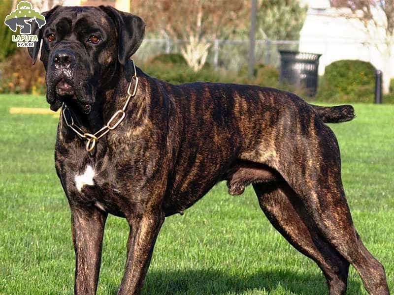 Chó Cane Corso: Nguồn gốc, đặc điểm và giá bán [Mới Nhất]